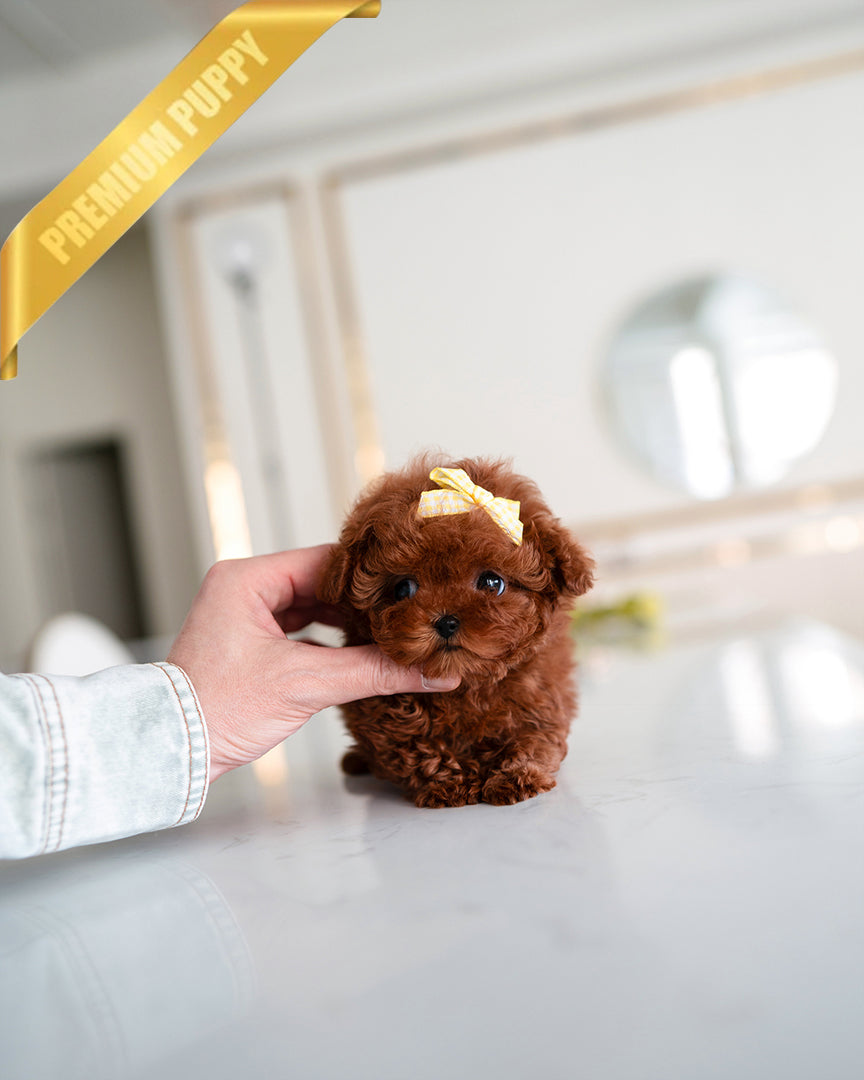 JENNIE - FEMALE - ROLLY TEACUP PUPPIES - TEACUP PUPPY FOR SALE