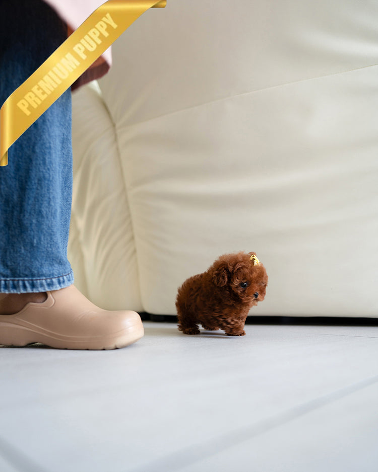 JENNIE - FEMALE - ROLLY TEACUP PUPPIES - TEACUP PUPPY FOR SALE