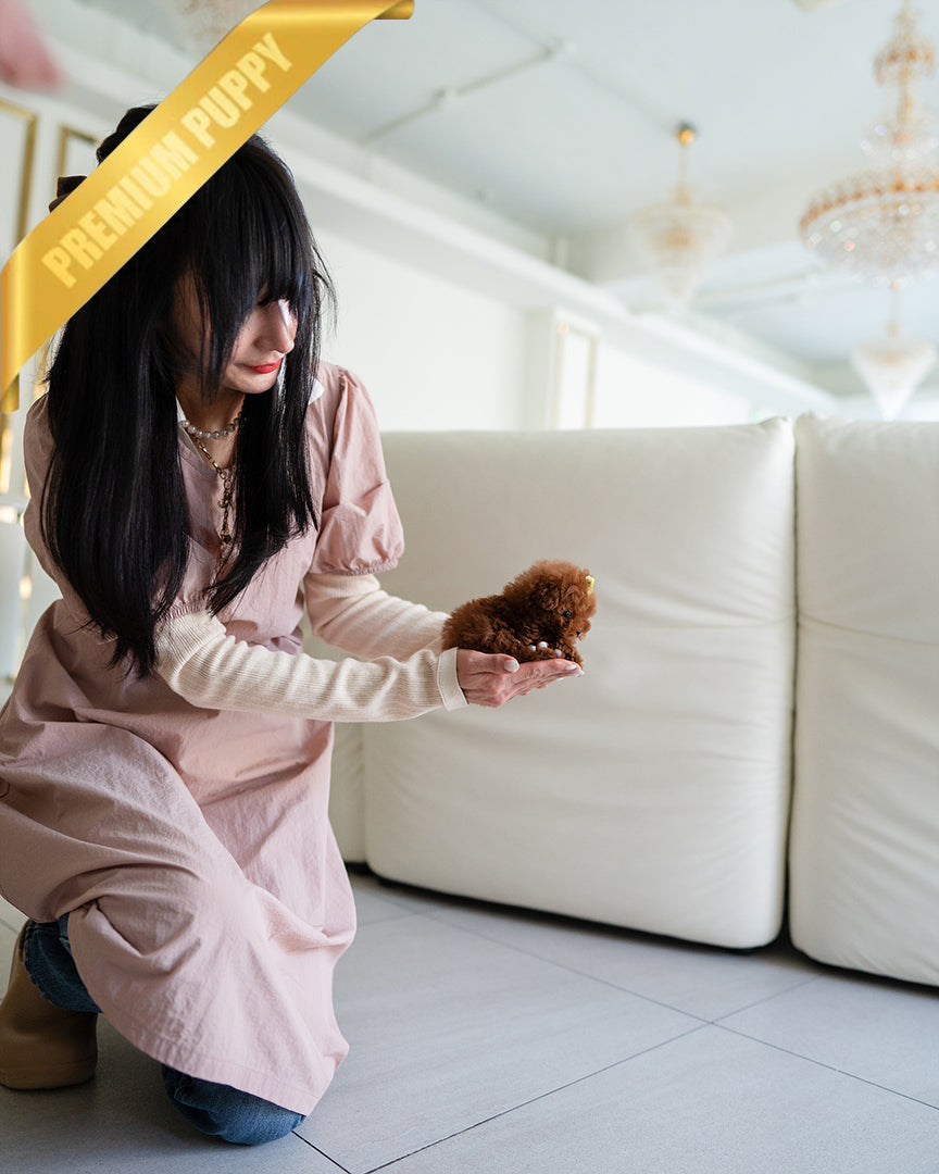 JENNIE - FEMALE - ROLLY TEACUP PUPPIES - TEACUP PUPPY FOR SALE