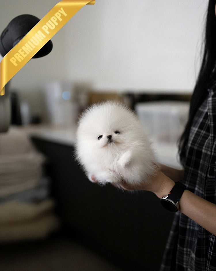 PUFFIN - FEMALE - ROLLY TEACUP PUPPIES - TEACUP PUPPY FOR SALE