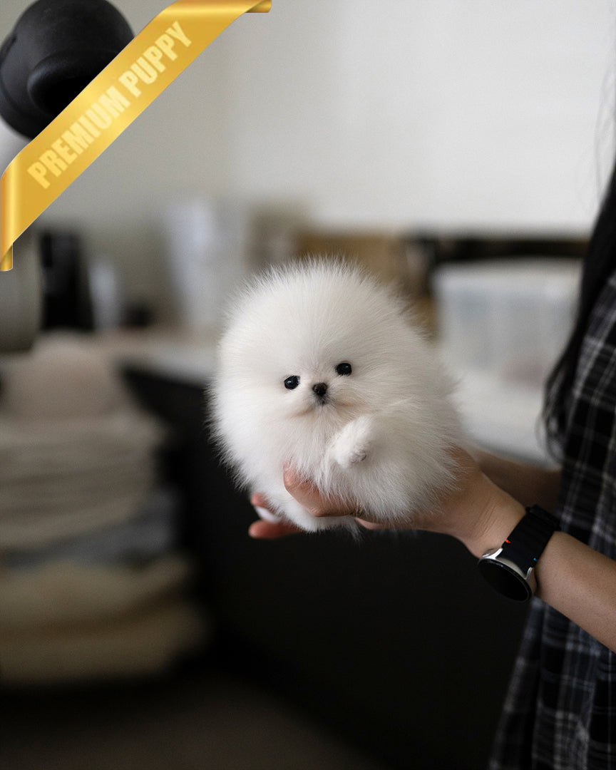 PUFFIN - FEMALE - ROLLY TEACUP PUPPIES - TEACUP PUPPY FOR SALE