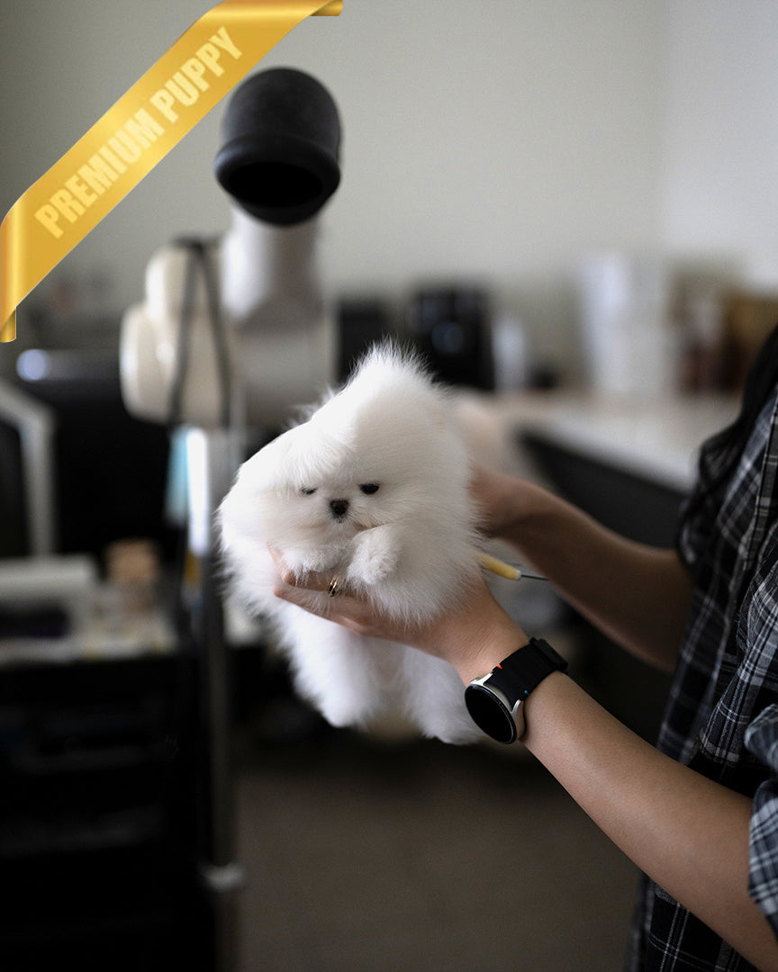 PUFFIN - FEMALE - ROLLY TEACUP PUPPIES - TEACUP PUPPY FOR SALE