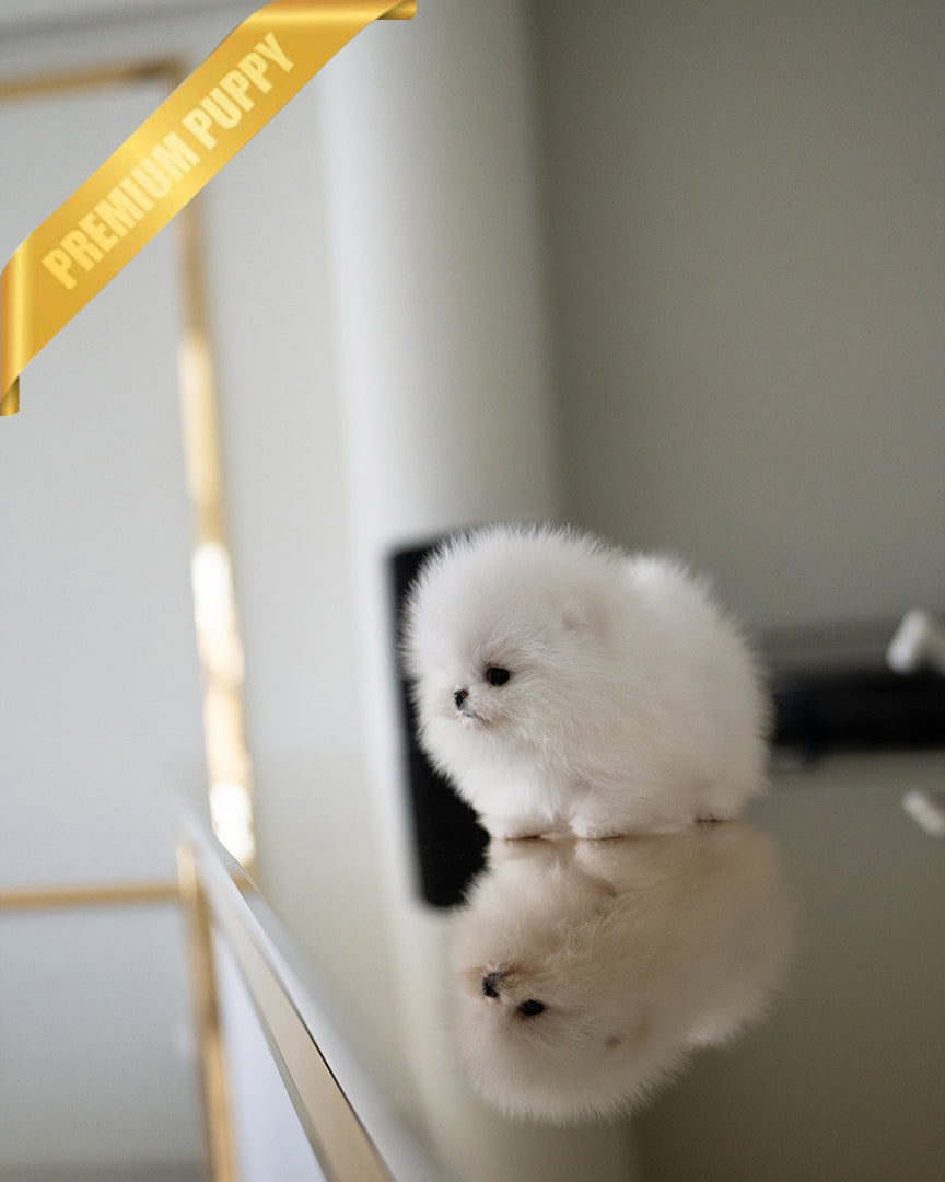 PUFFIN - FEMALE - ROLLY TEACUP PUPPIES - TEACUP PUPPY FOR SALE