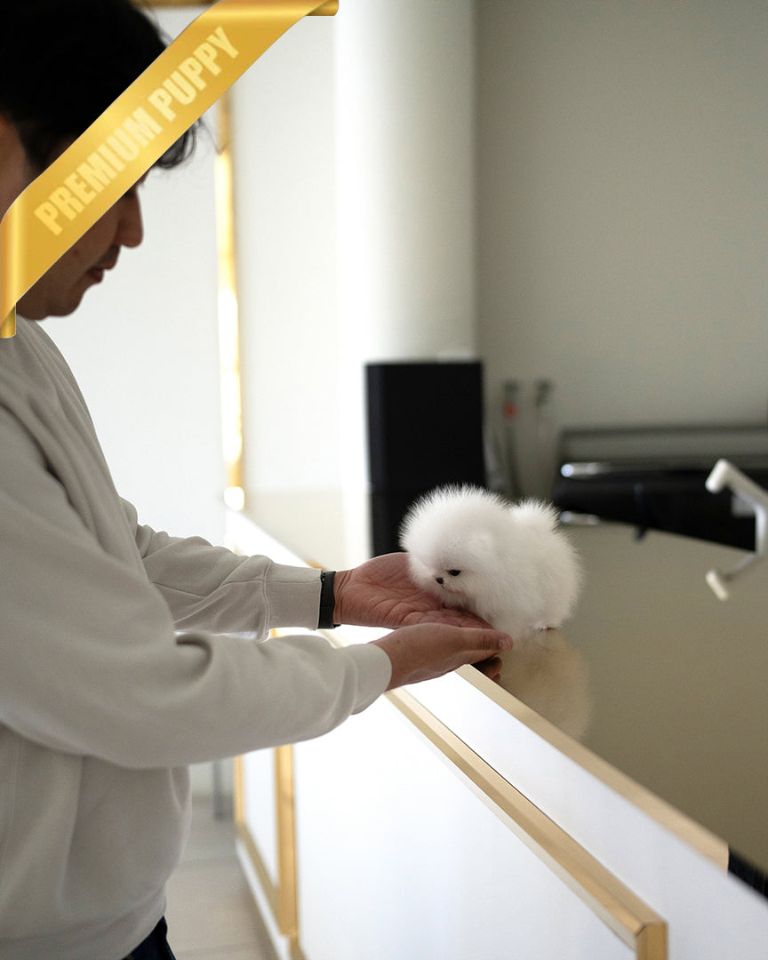 PUFFIN - FEMALE - ROLLY TEACUP PUPPIES - TEACUP PUPPY FOR SALE