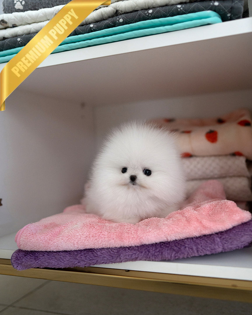 PUFFIN - FEMALE - ROLLY TEACUP PUPPIES - TEACUP PUPPY FOR SALE