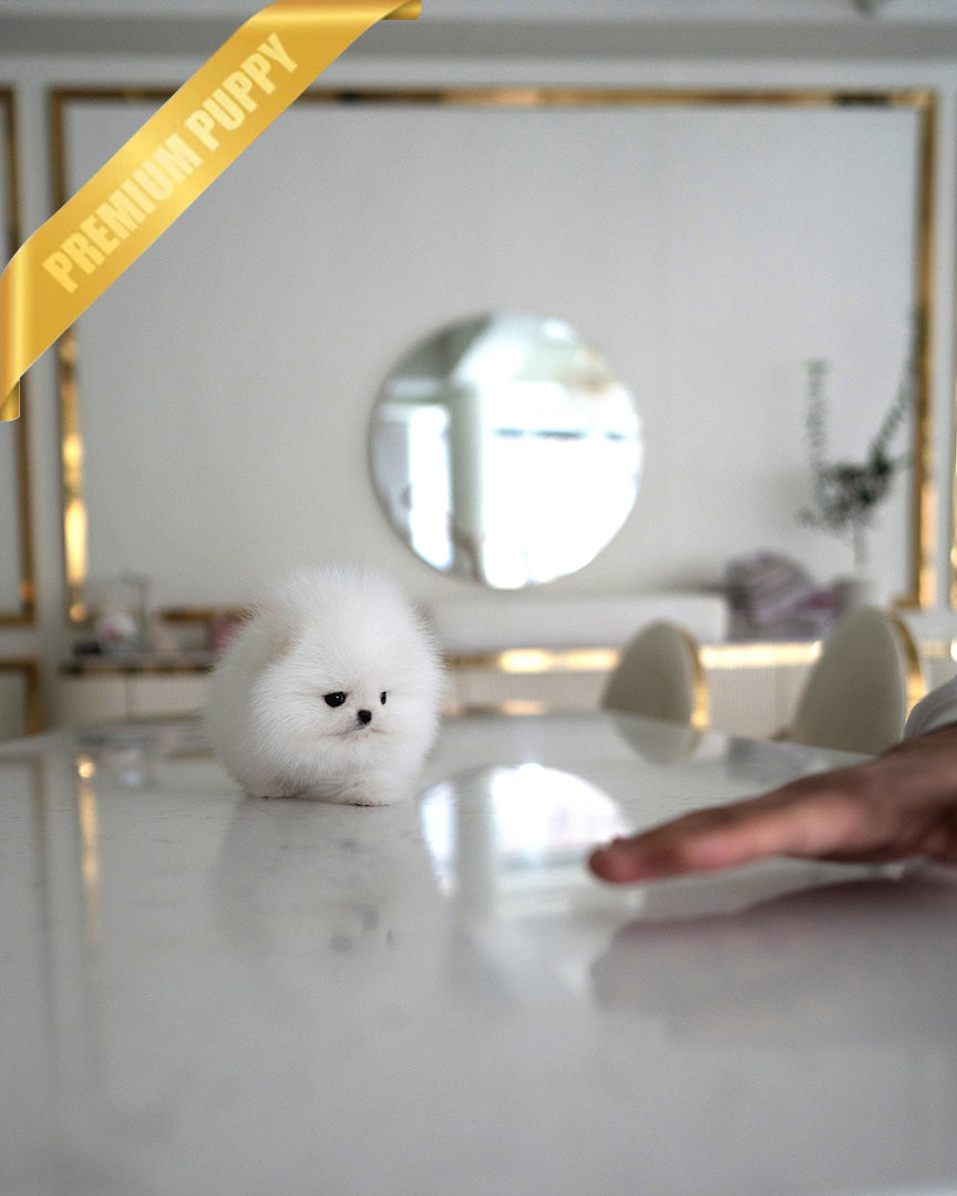 PUFFIN - FEMALE - ROLLY TEACUP PUPPIES - TEACUP PUPPY FOR SALE