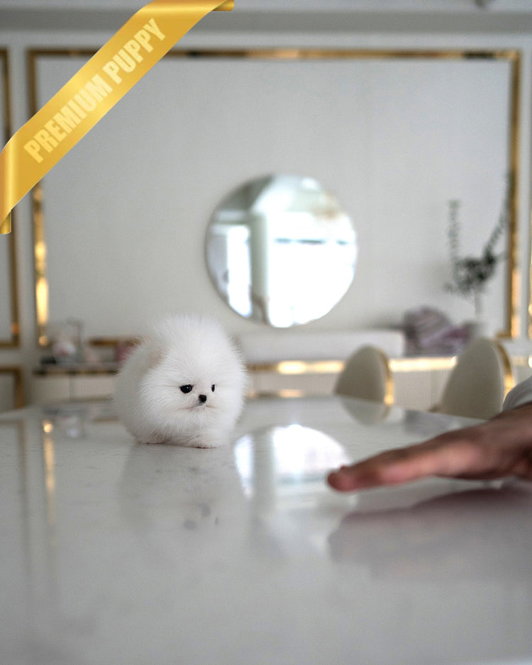 PUFFIN - FEMALE - ROLLY TEACUP PUPPIES - TEACUP PUPPY FOR SALE