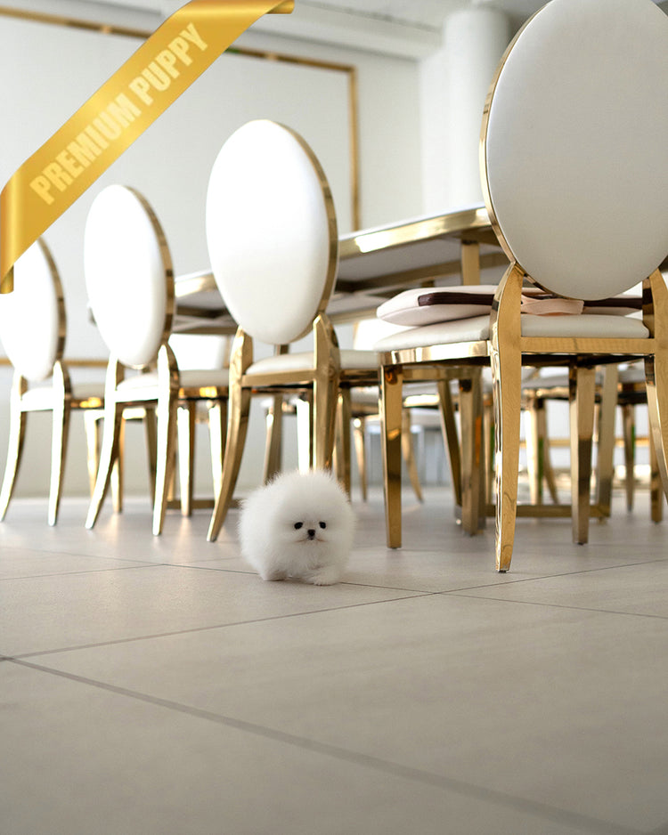 PUFFIN - FEMALE - ROLLY TEACUP PUPPIES - TEACUP PUPPY FOR SALE