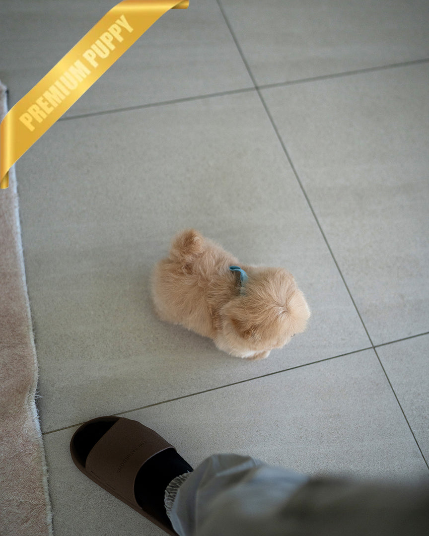 MYLES - MALE (RESERVED by  ROLLY TH) - ROLLY TEACUP PUPPIES - TEACUP PUPPY FOR SALE