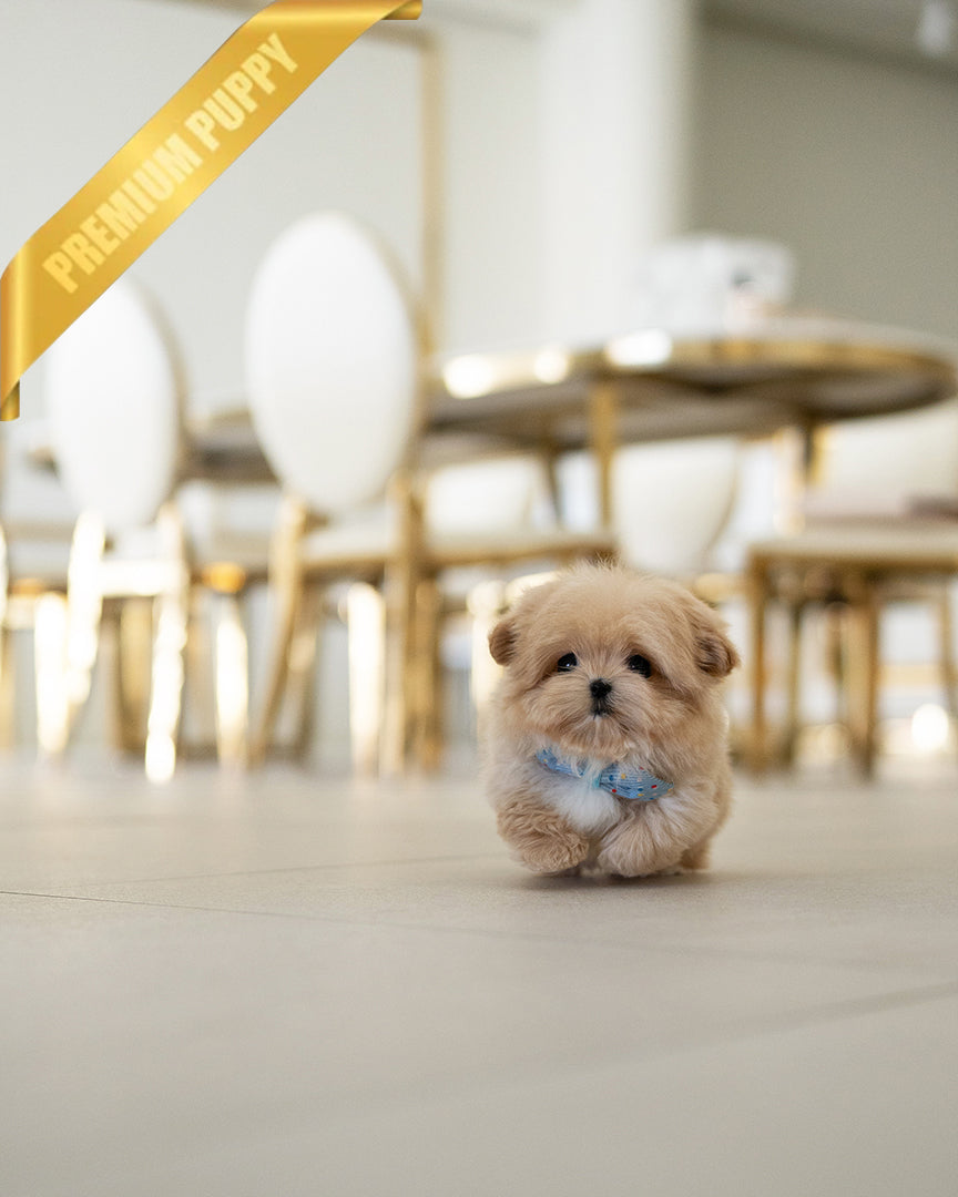 MYLES - MALE (RESERVED by  ROLLY TH) - ROLLY TEACUP PUPPIES - TEACUP PUPPY FOR SALE