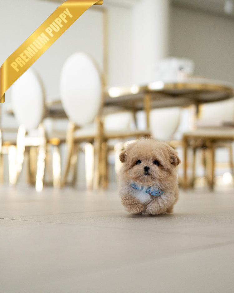 MYLES - MALE (RESERVED by  ROLLY TH) - ROLLY TEACUP PUPPIES - TEACUP PUPPY FOR SALE