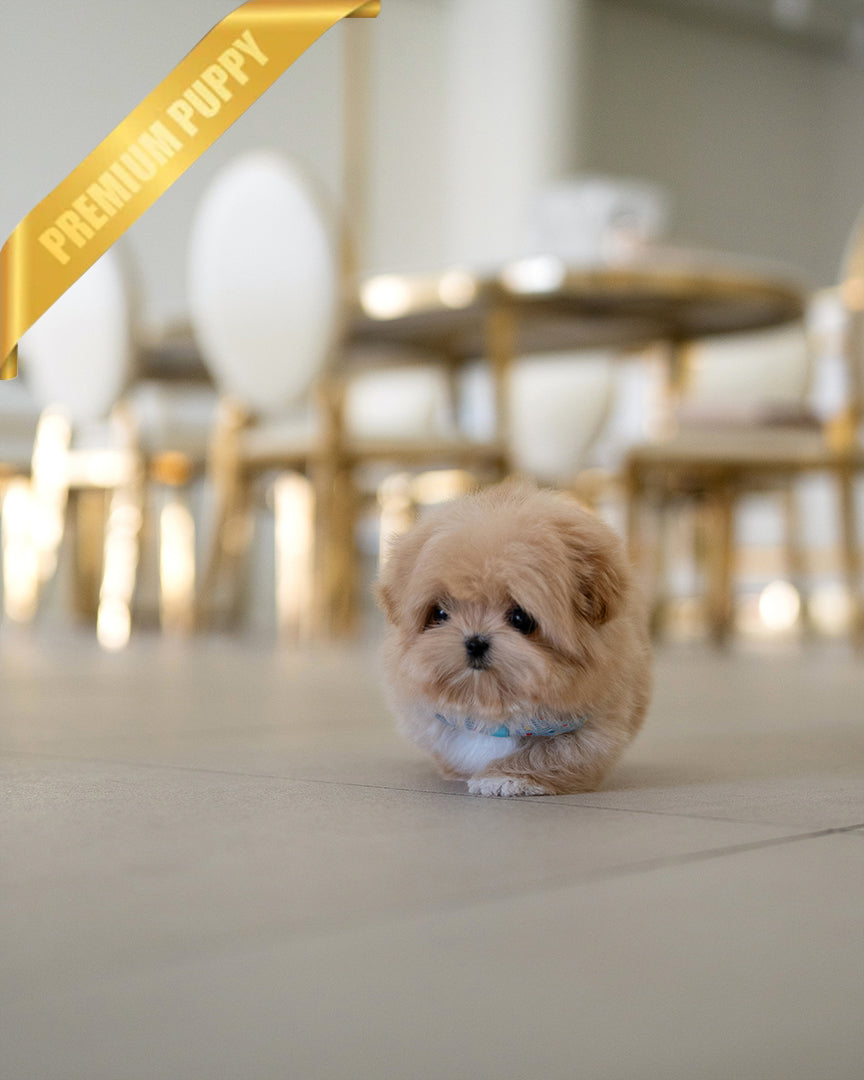 MYLES - MALE (RESERVED by  ROLLY TH) - ROLLY TEACUP PUPPIES - TEACUP PUPPY FOR SALE