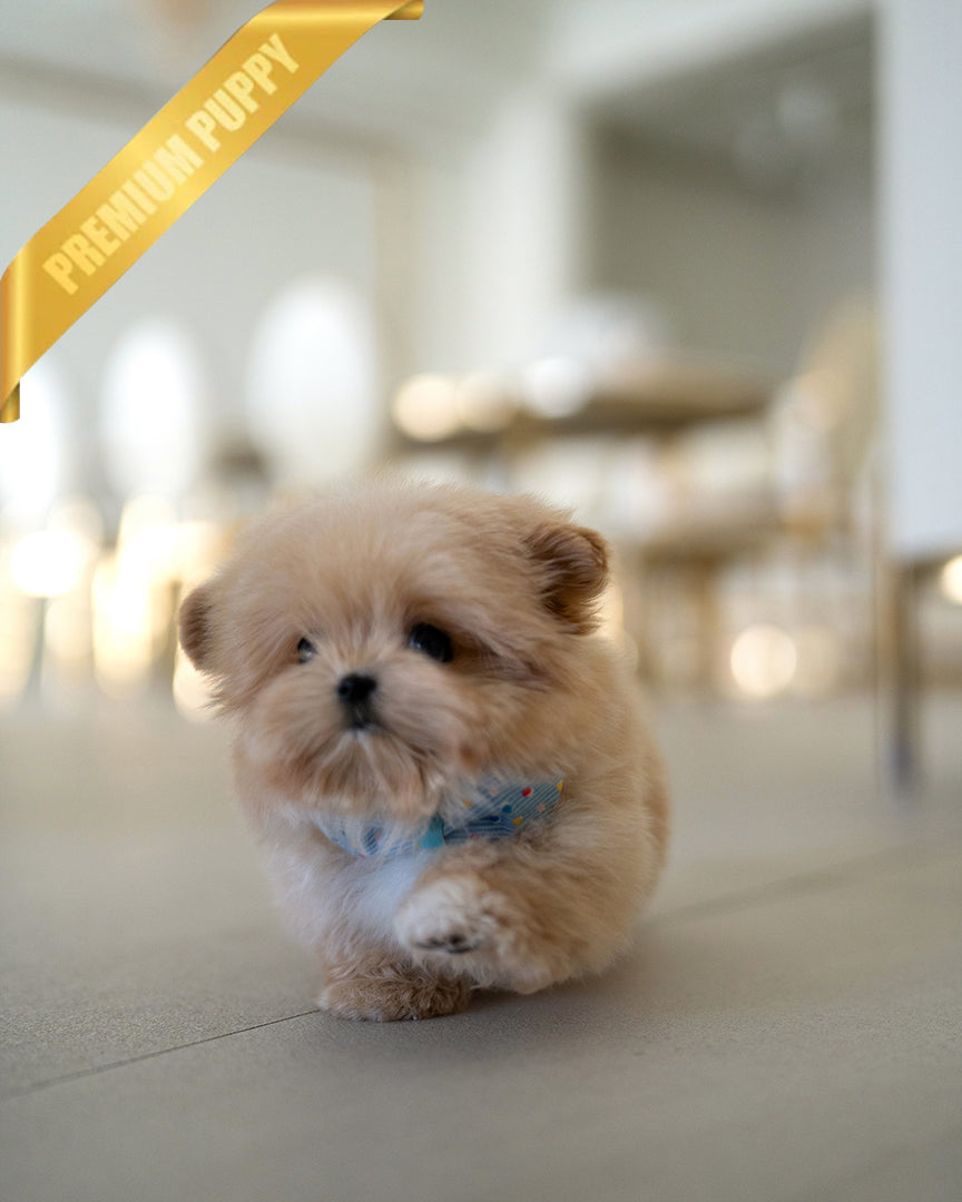 MYLES - MALE (RESERVED by  ROLLY TH) - ROLLY TEACUP PUPPIES - TEACUP PUPPY FOR SALE