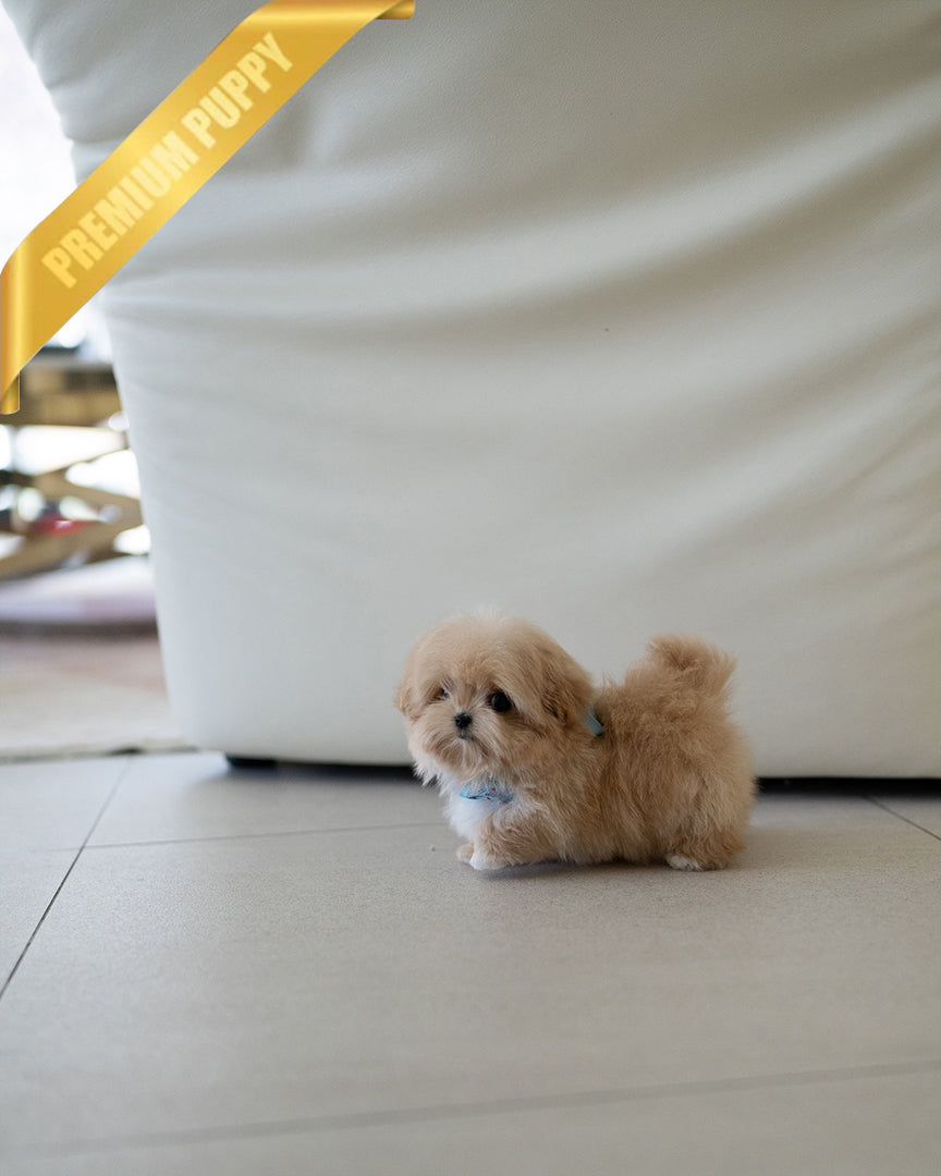 MYLES - MALE (RESERVED by  ROLLY TH) - ROLLY TEACUP PUPPIES - TEACUP PUPPY FOR SALE