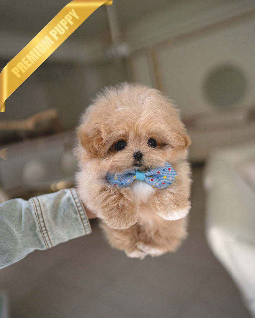 MYLES - MALE (RESERVED by  ROLLY TH) - ROLLY TEACUP PUPPIES - TEACUP PUPPY FOR SALE