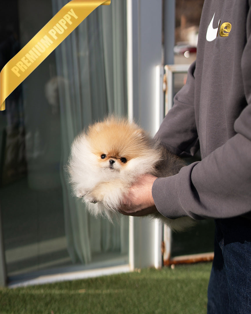 POMMY - MALE - ROLLY TEACUP PUPPIES - TEACUP PUPPY FOR SALE