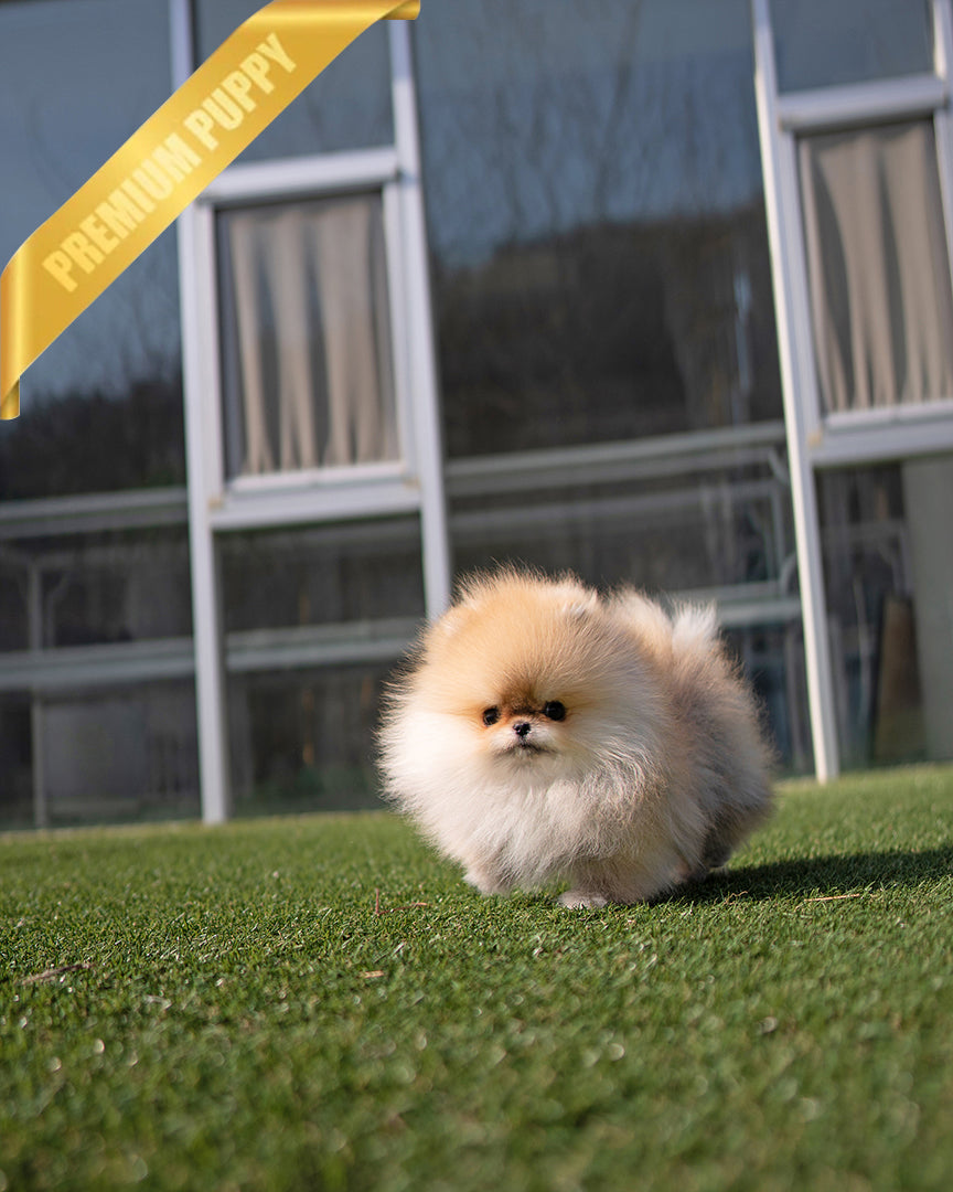 POMMY - MALE - ROLLY TEACUP PUPPIES - TEACUP PUPPY FOR SALE