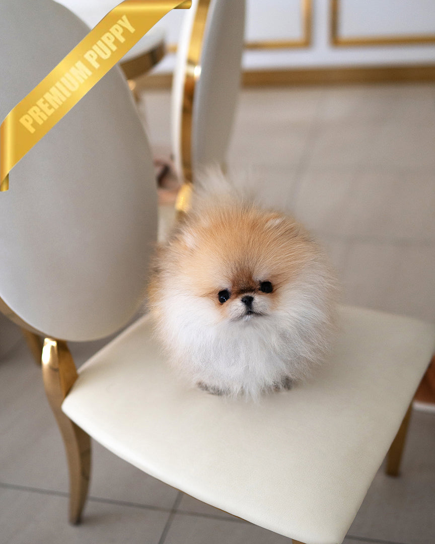 POMMY - MALE - ROLLY TEACUP PUPPIES - TEACUP PUPPY FOR SALE