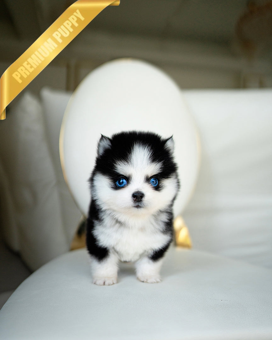 OSCAR - MALE - ROLLY TEACUP PUPPIES - TEACUP PUPPY FOR SALE