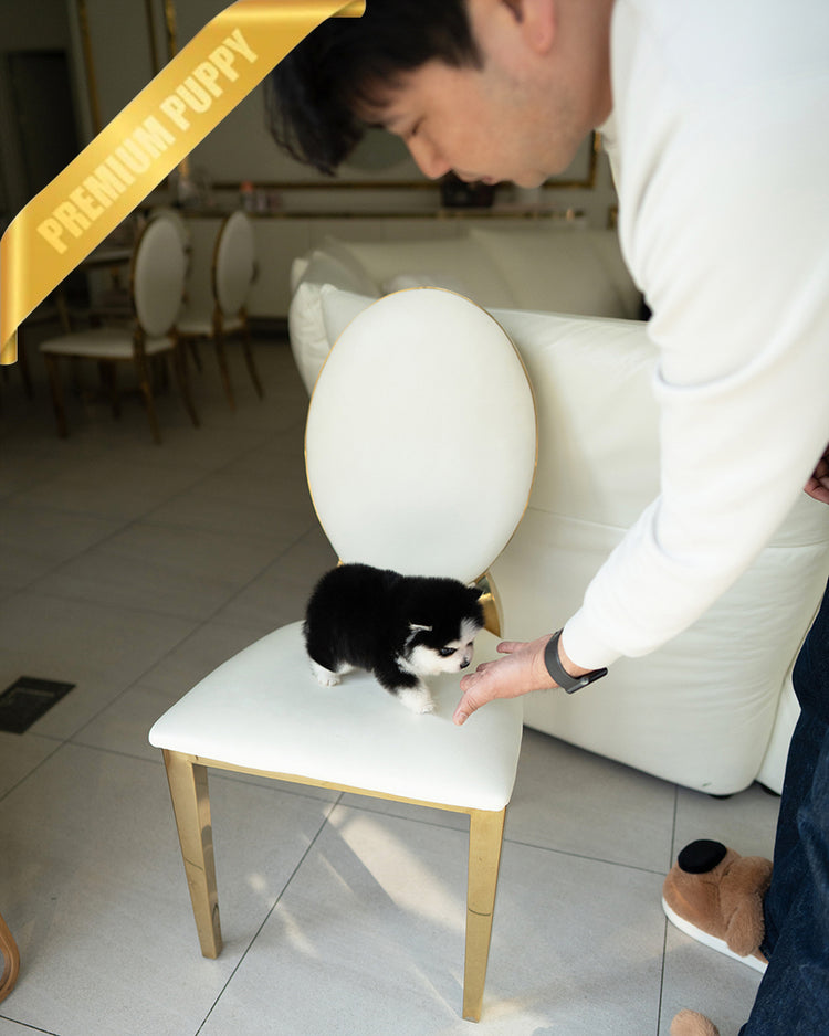 OSCAR - MALE - ROLLY TEACUP PUPPIES - TEACUP PUPPY FOR SALE