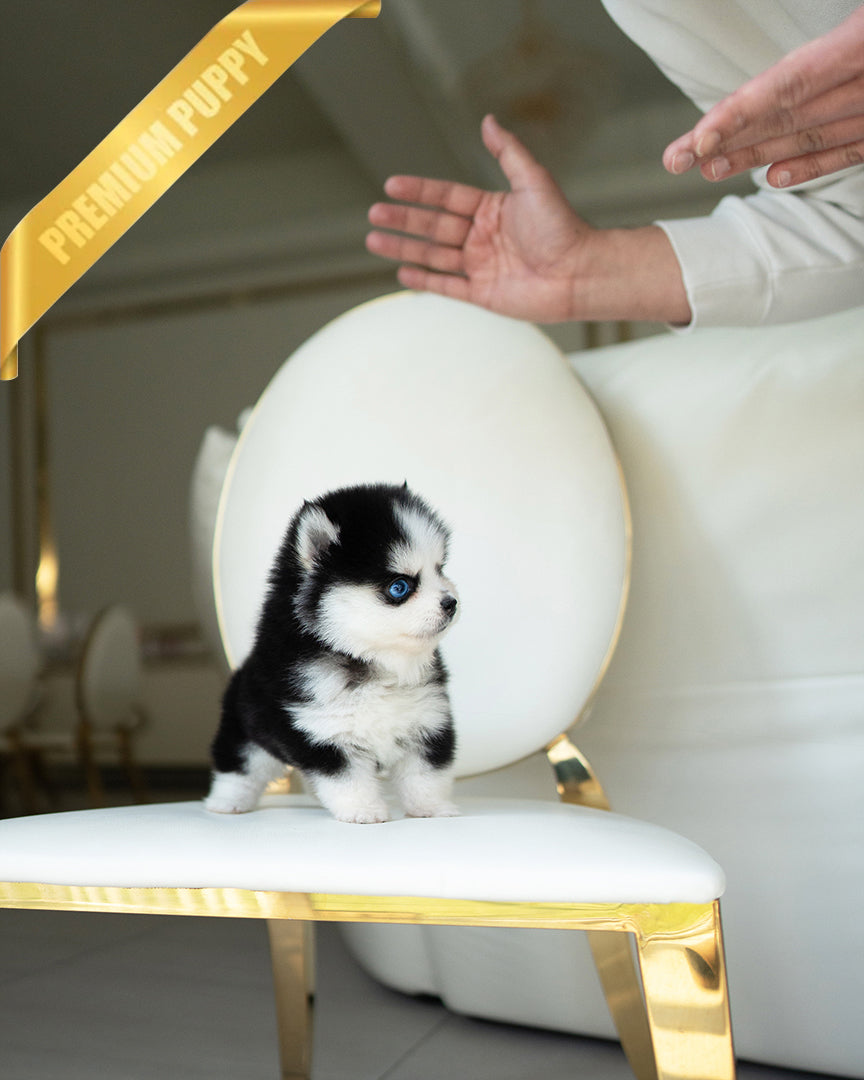 OSCAR - MALE - ROLLY TEACUP PUPPIES - TEACUP PUPPY FOR SALE