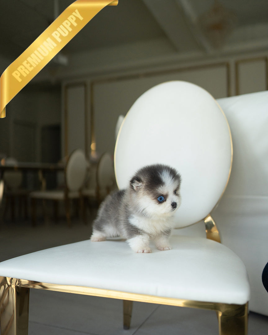 ROXY - FEMALE - ROLLY TEACUP PUPPIES - TEACUP PUPPY FOR SALE