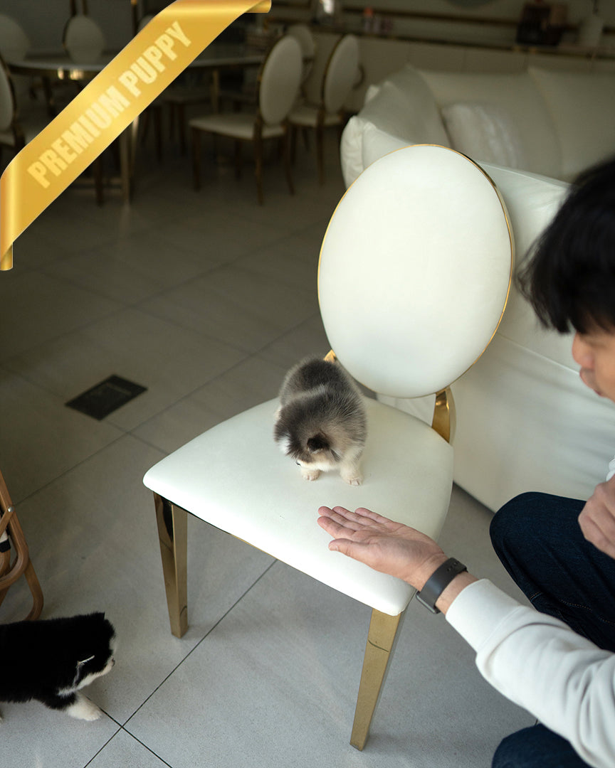 ROXY - FEMALE - ROLLY TEACUP PUPPIES - TEACUP PUPPY FOR SALE