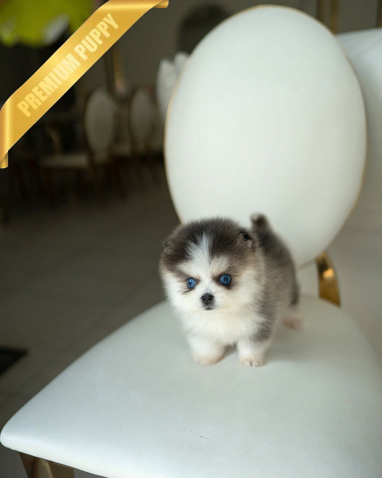 ROXY - FEMALE - ROLLY TEACUP PUPPIES - TEACUP PUPPY FOR SALE