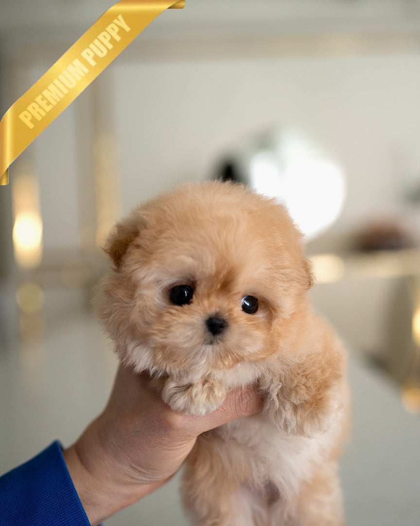 AUSTIN - MALE - ROLLY TEACUP PUPPIES - TEACUP PUPPY FOR SALE