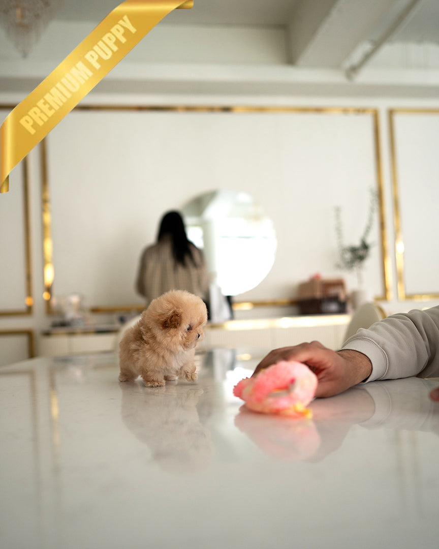 AUSTIN - MALE - ROLLY TEACUP PUPPIES - TEACUP PUPPY FOR SALE