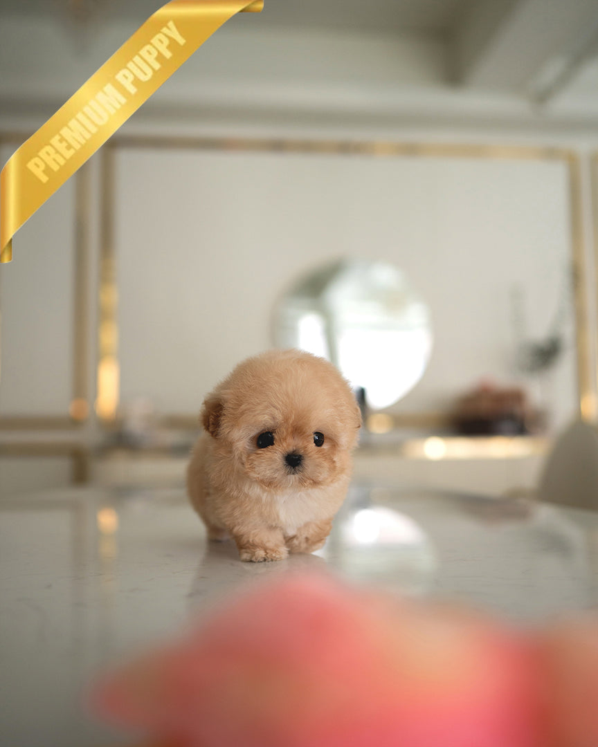 AUSTIN - MALE - ROLLY TEACUP PUPPIES - TEACUP PUPPY FOR SALE