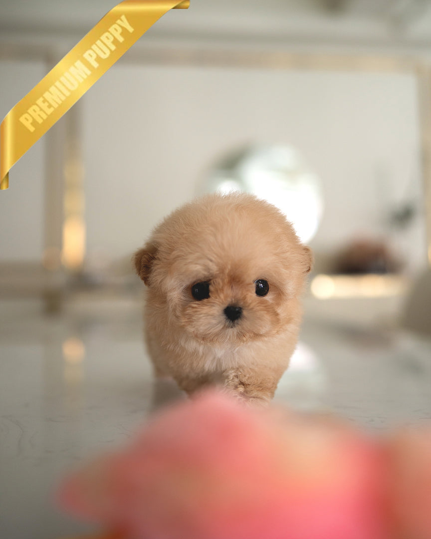 AUSTIN - MALE - ROLLY TEACUP PUPPIES - TEACUP PUPPY FOR SALE