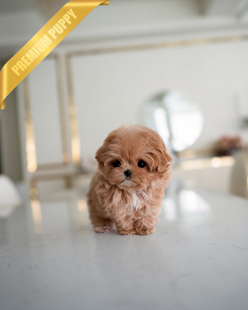 JESSIE - FEMALE - ROLLY TEACUP PUPPIES - TEACUP PUPPY FOR SALE