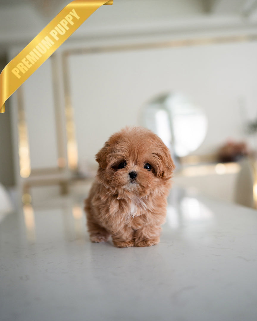JESSIE - FEMALE - ROLLY TEACUP PUPPIES - TEACUP PUPPY FOR SALE