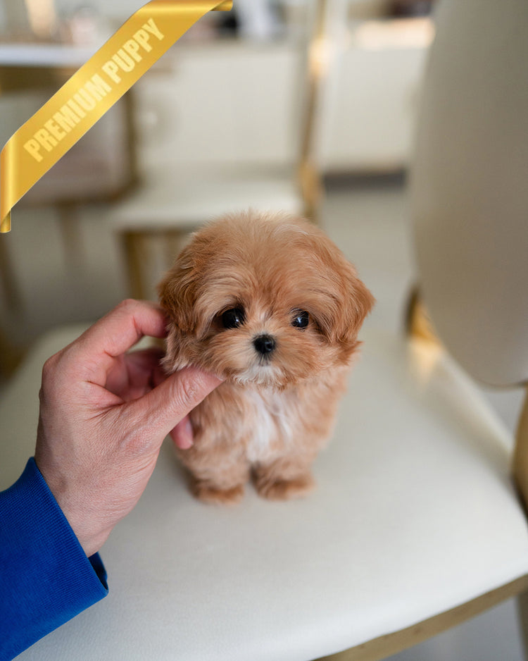 JESSIE - FEMALE - ROLLY TEACUP PUPPIES - TEACUP PUPPY FOR SALE