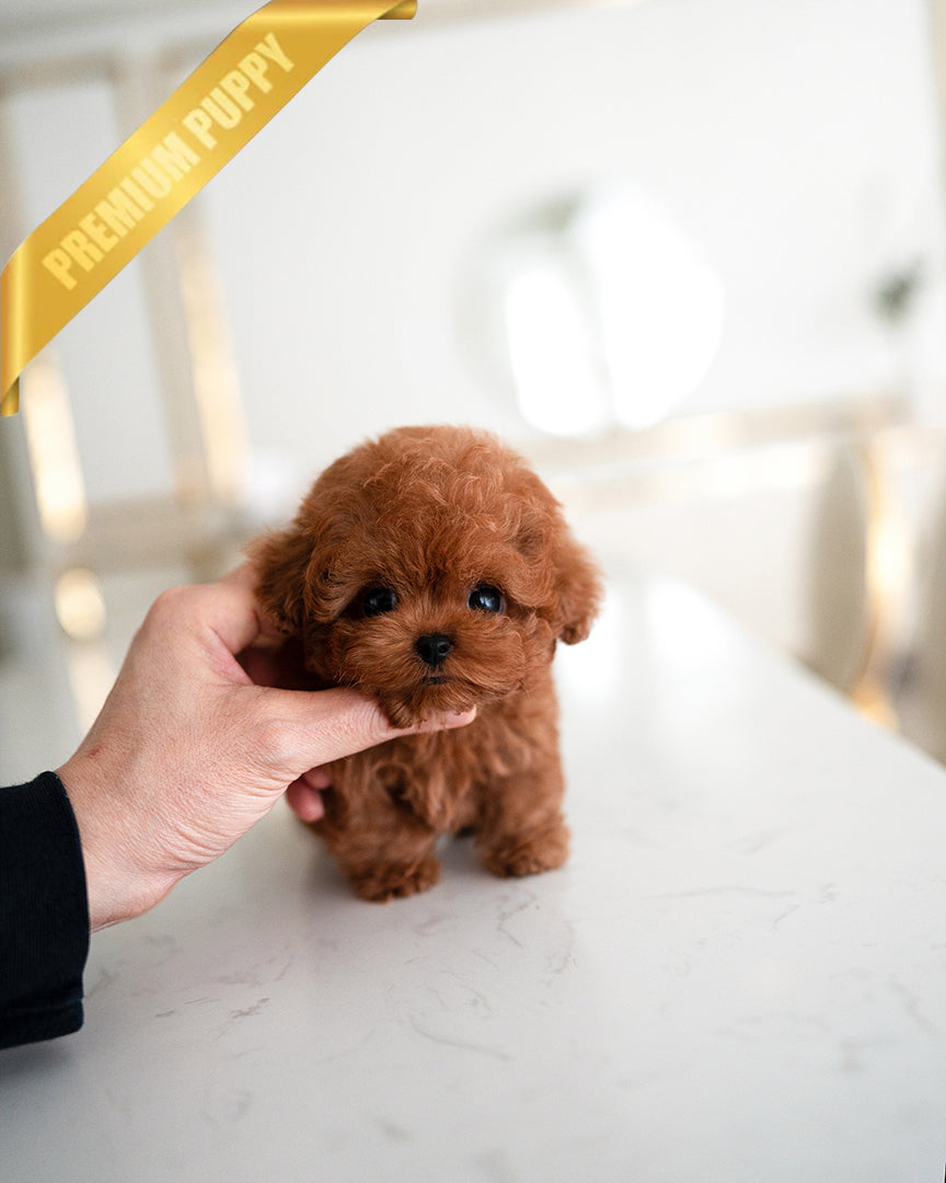 JACK - MALE - ROLLY TEACUP PUPPIES - TEACUP PUPPY FOR SALE