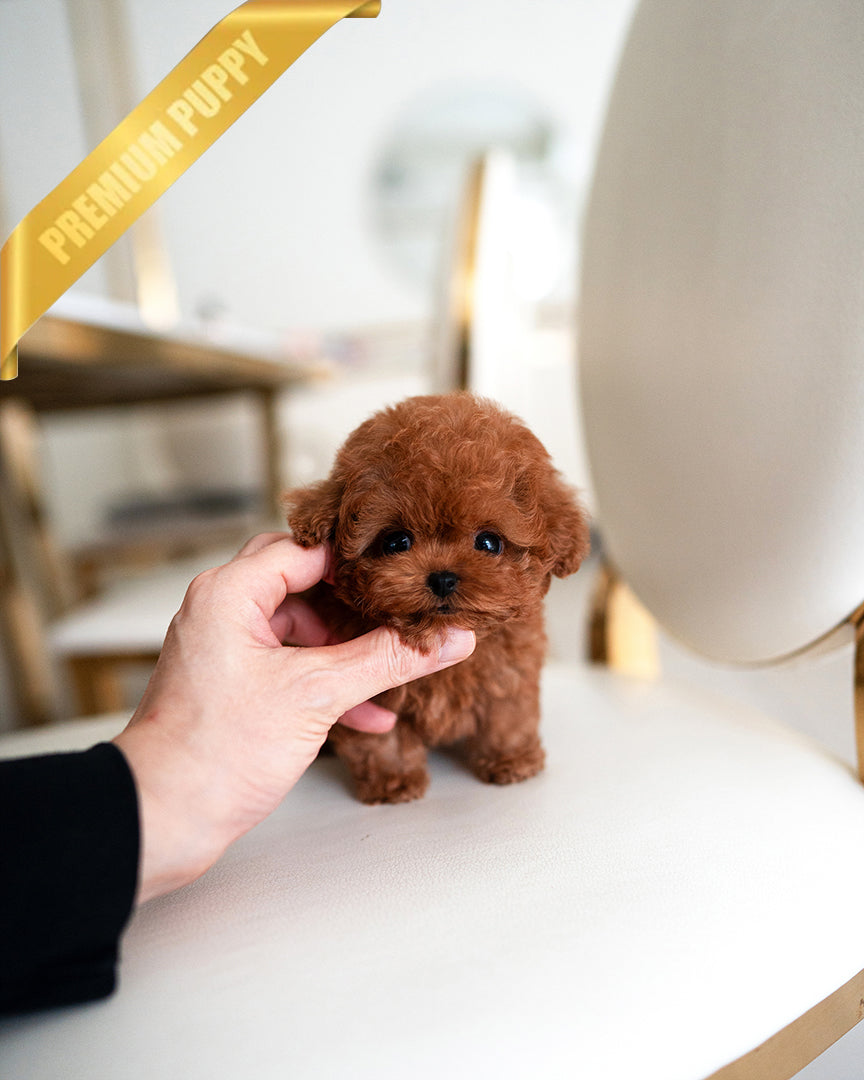 JACK - MALE - ROLLY TEACUP PUPPIES - TEACUP PUPPY FOR SALE