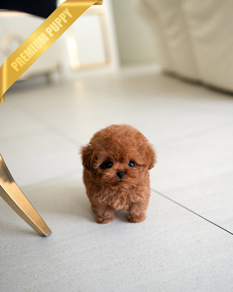 JACK - MALE - ROLLY TEACUP PUPPIES - TEACUP PUPPY FOR SALE