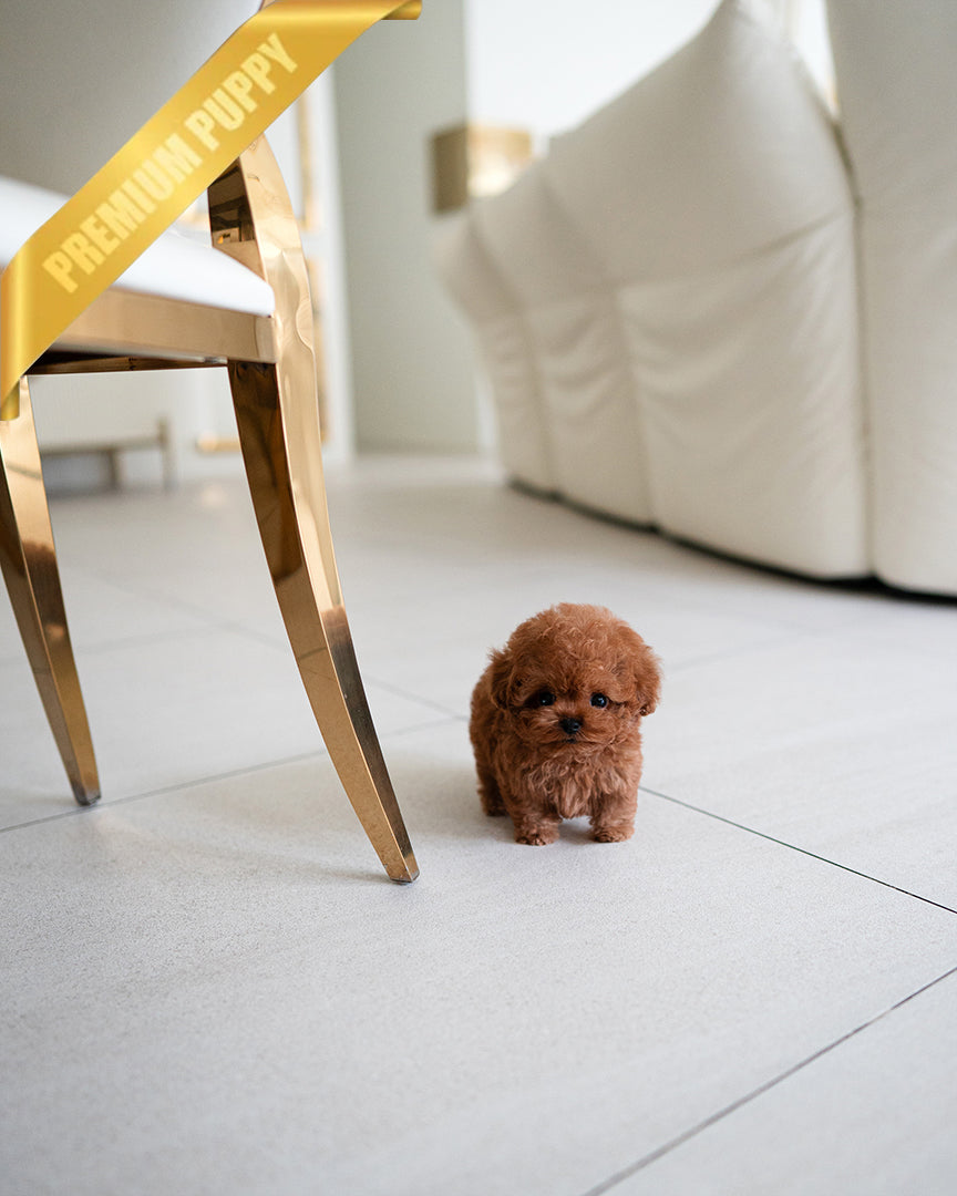 JACK - MALE - ROLLY TEACUP PUPPIES - TEACUP PUPPY FOR SALE