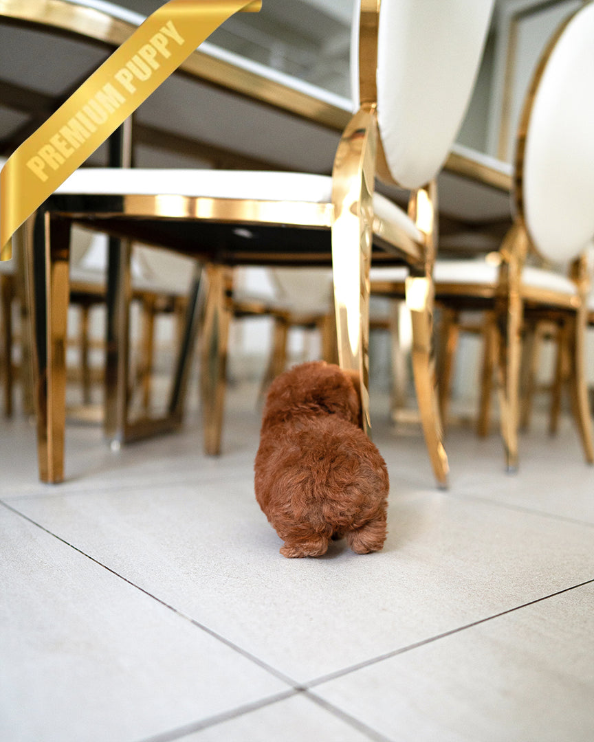 JACK - MALE - ROLLY TEACUP PUPPIES - TEACUP PUPPY FOR SALE