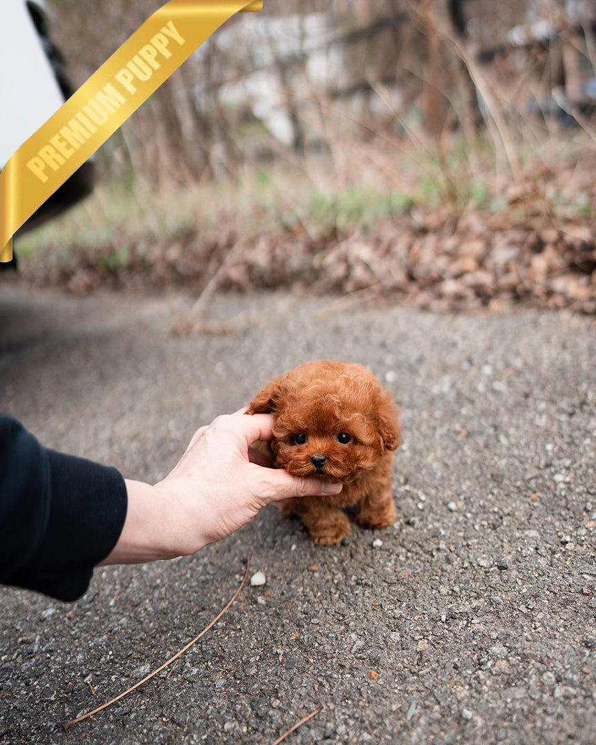 BAILEY - MALE - ROLLY TEACUP PUPPIES - TEACUP PUPPY FOR SALE