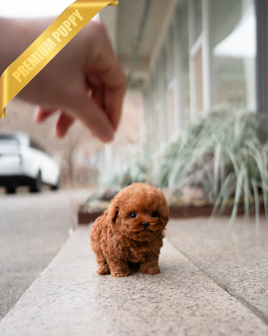 BAILEY - MALE - ROLLY TEACUP PUPPIES - TEACUP PUPPY FOR SALE