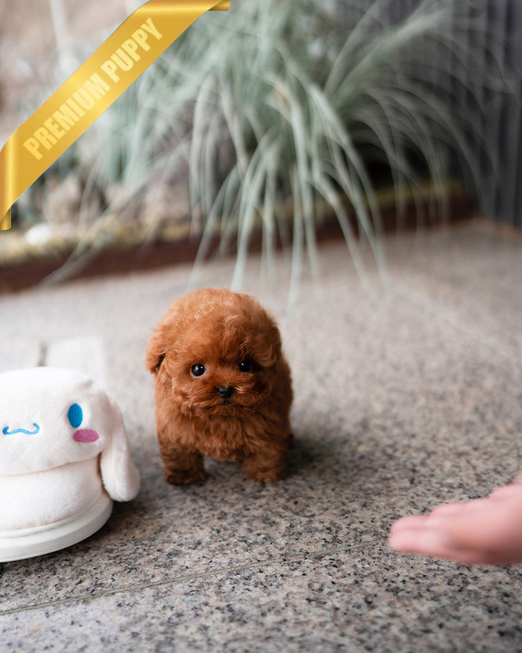 BAILEY - MALE - ROLLY TEACUP PUPPIES - TEACUP PUPPY FOR SALE