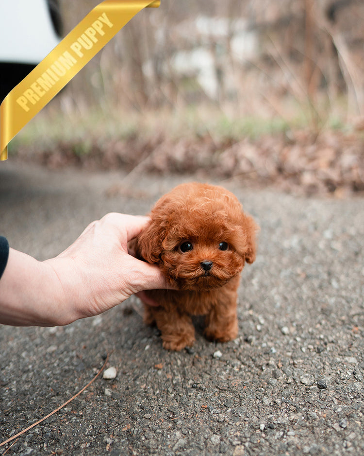 BAILEY - MALE - ROLLY TEACUP PUPPIES - TEACUP PUPPY FOR SALE