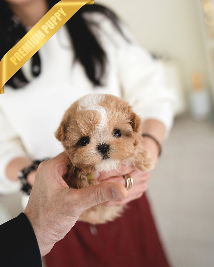 MYLES - MALE - ROLLY TEACUP PUPPIES - TEACUP PUPPY FOR SALE