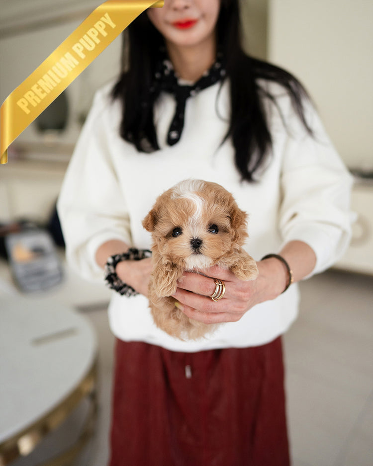 MYLES - MALE - ROLLY TEACUP PUPPIES - TEACUP PUPPY FOR SALE
