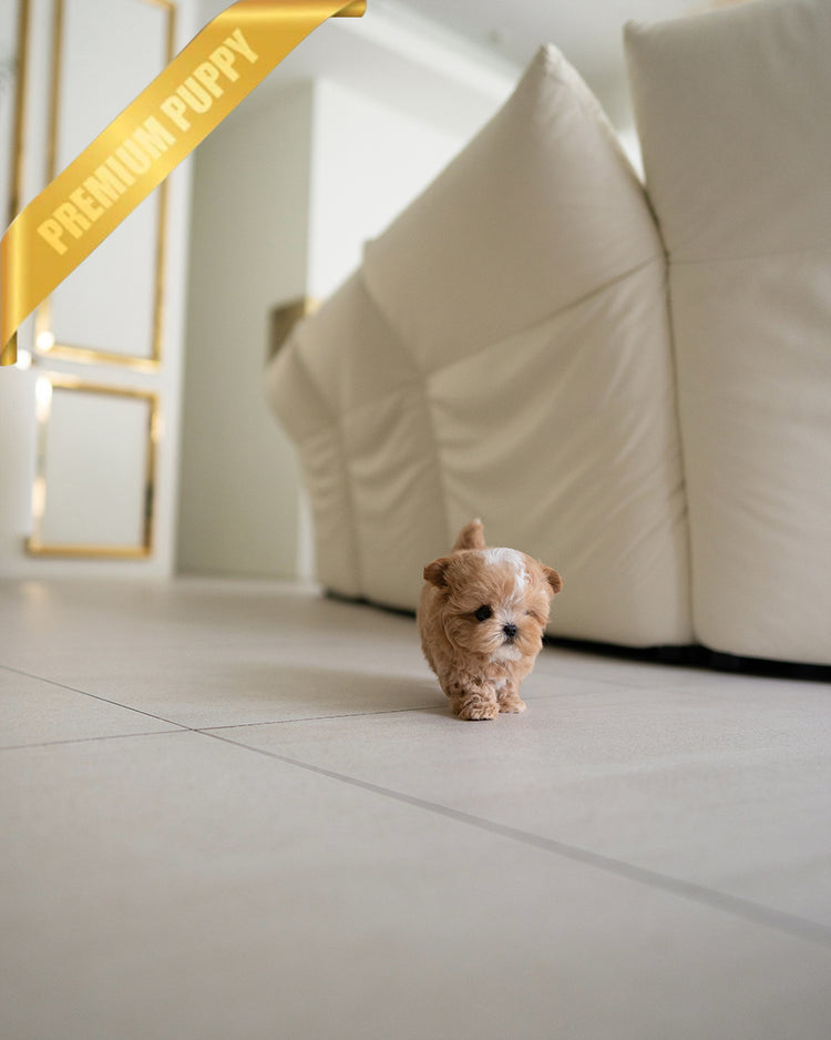 MYLES - MALE - ROLLY TEACUP PUPPIES - TEACUP PUPPY FOR SALE