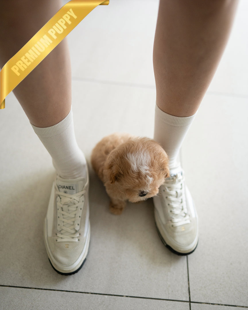 MYLES - MALE - ROLLY TEACUP PUPPIES - TEACUP PUPPY FOR SALE