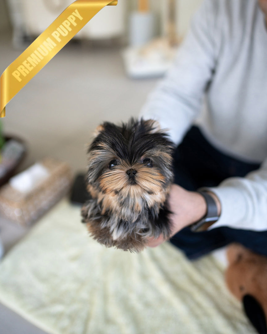 STELLA - FEMALE - ROLLY TEACUP PUPPIES - TEACUP PUPPY FOR SALE