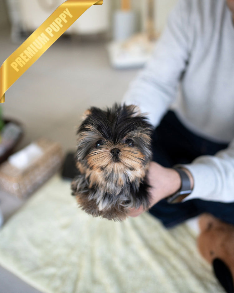 STELLA - FEMALE - ROLLY TEACUP PUPPIES - TEACUP PUPPY FOR SALE